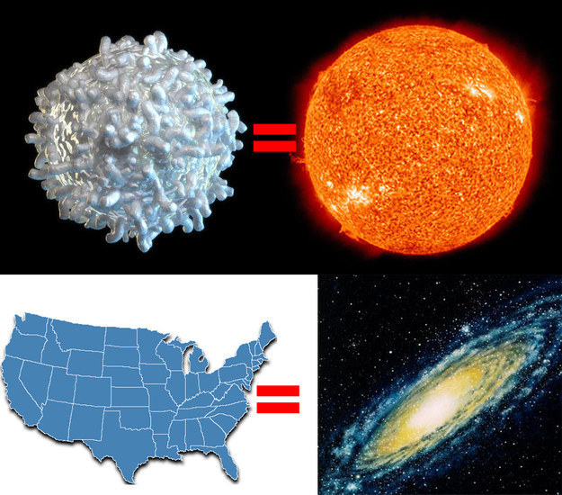 But none of those compares to the size of a galaxy. In fact, if you shrunk the Sun down to the size of a white blood cell and shrunk the Milky Way Galaxy down using the same scale, the Milky Way would be the size of the United States: