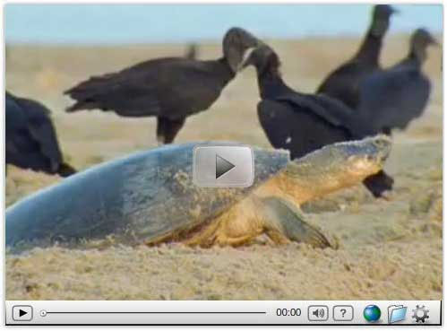Video: Most Beautiful Ocean Turtle Photos